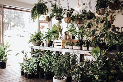 The interior of the Aloe Flora indoor plant shop in Maleny.