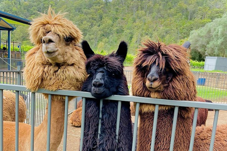 three alpacas looking over a fence