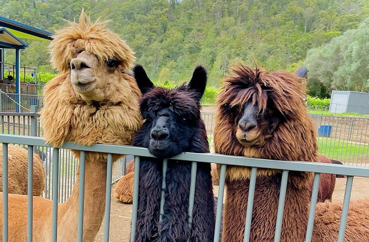 three alpacas looking over a fence