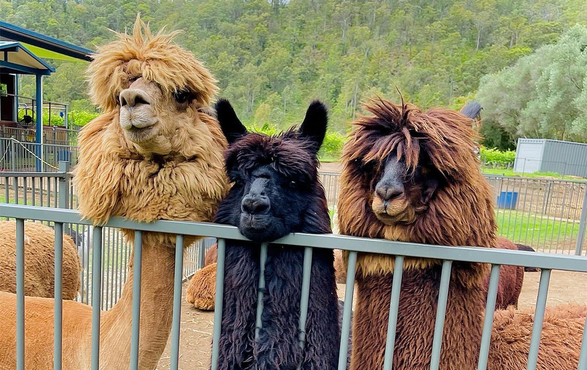 three alpacas looking over a fence