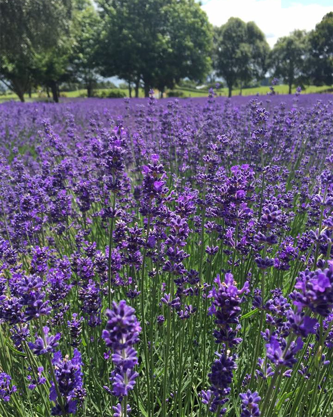 A sea of lavender at Alphra Lavender farm in Kihikihi.