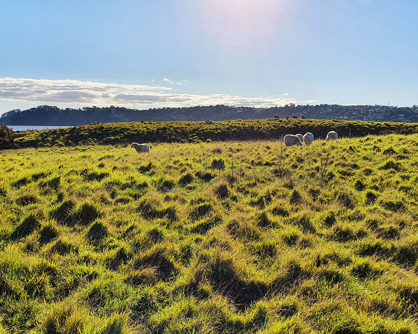 Open grass dotted with sheep during early sunset. 