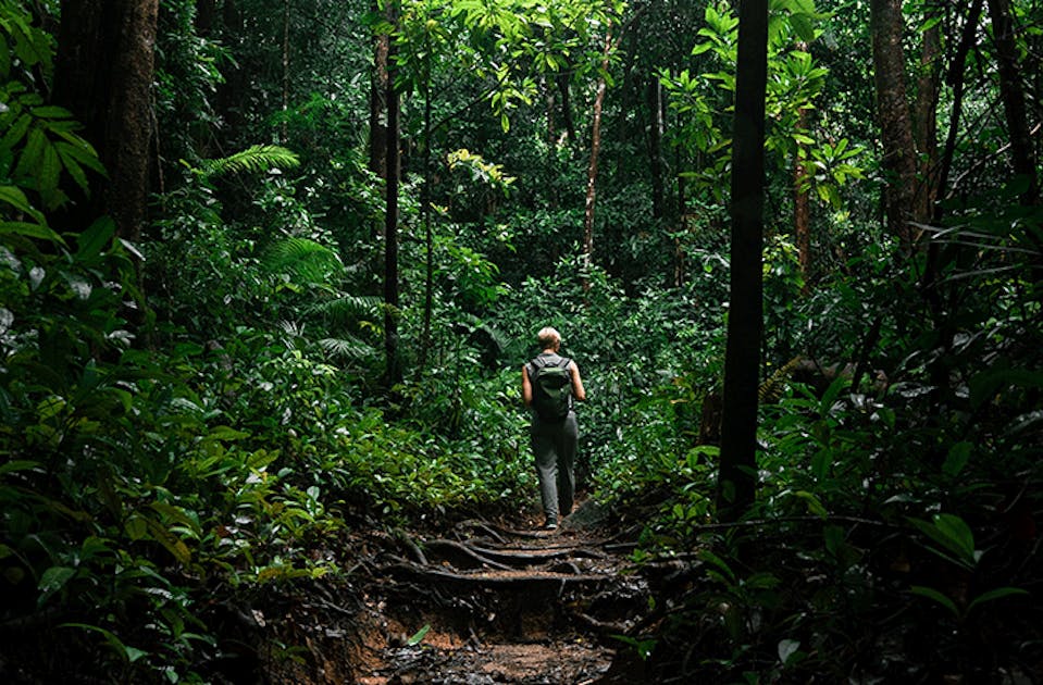 Learn About Climate Breakdown In The Daintree Rainforest With This VR ...