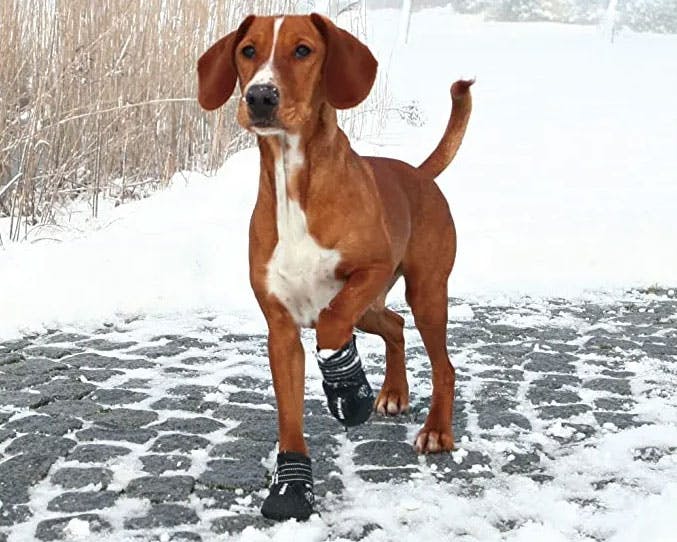 Trixie Walker Active Dog Boots 2 Pack from Animates