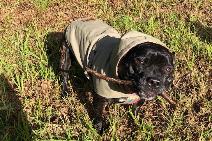 Staffy in an khaki green coat with a stick in his mouth running outside