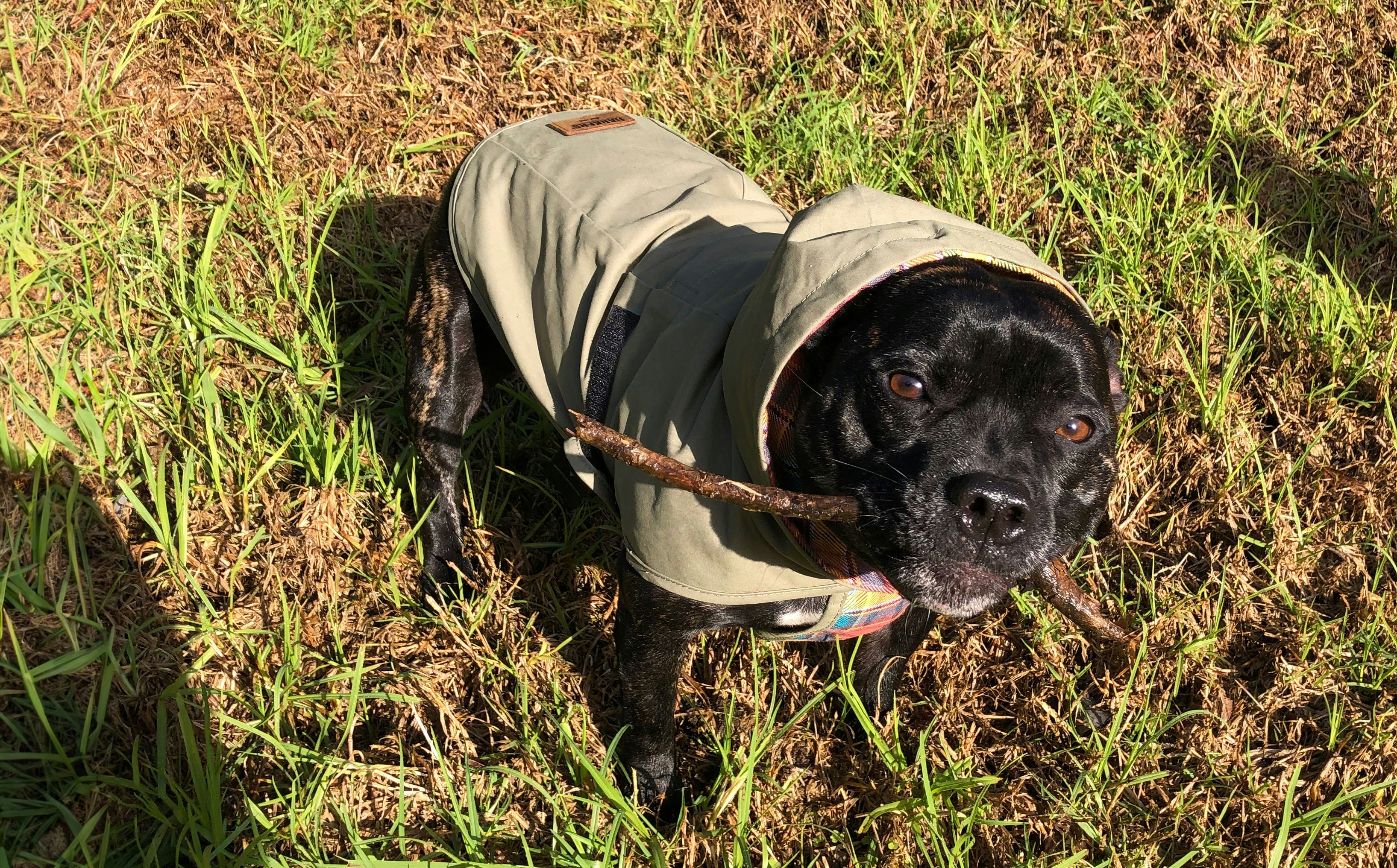 Staffy in an khaki green coat with a stick in his mouth running outside
