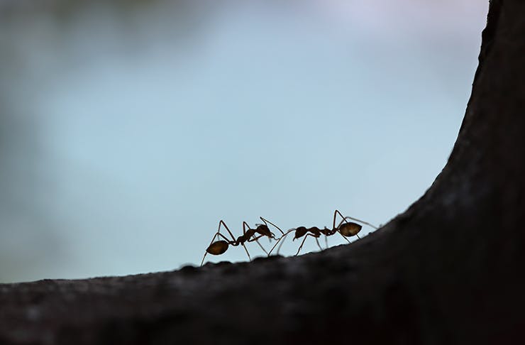 Two ants facing each other on a piece of bark.