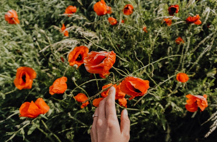 A close up of a woman's hand touching a single red poppy, in a field of poppies. 