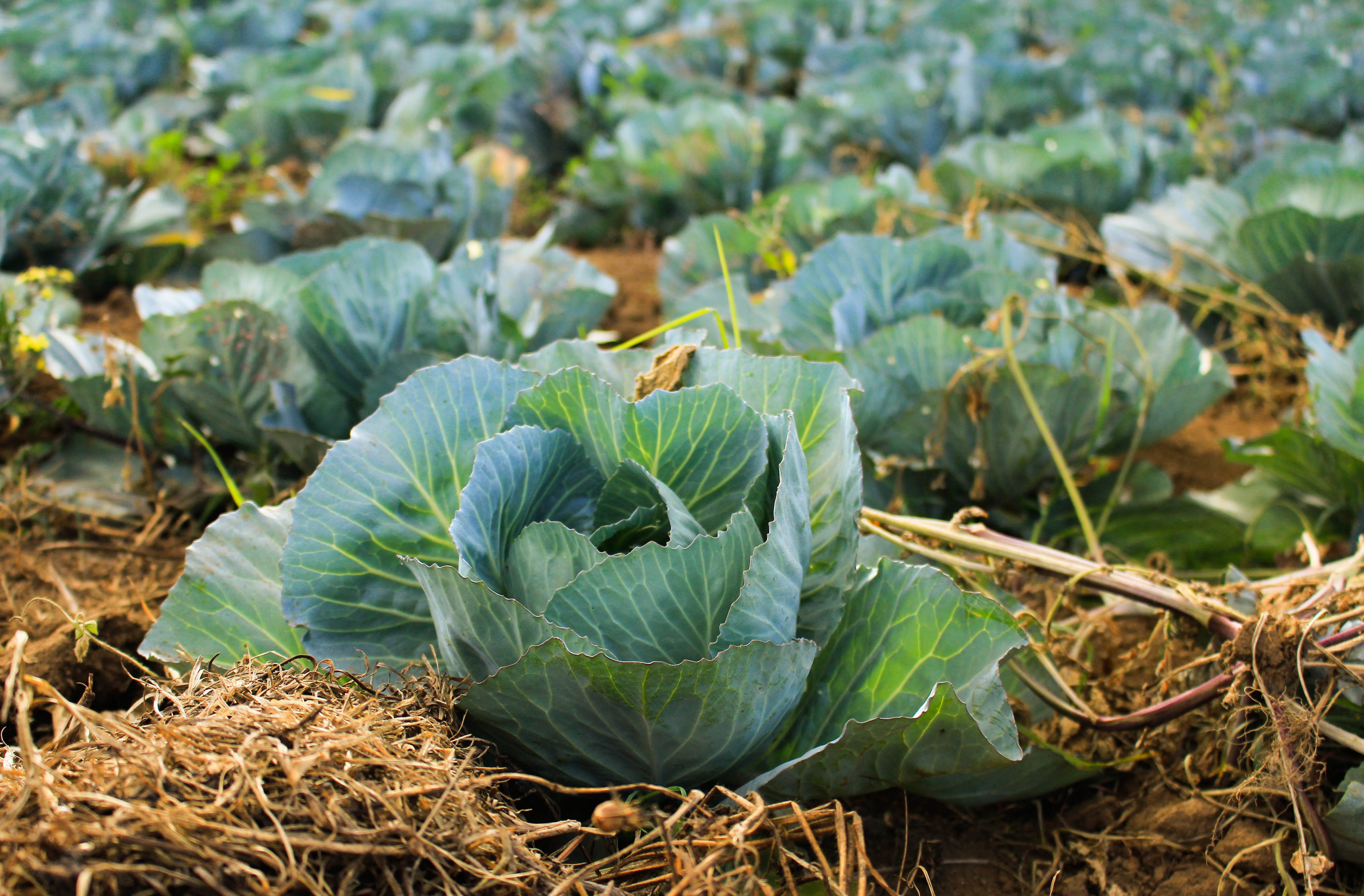 Cabbages planted in rows, ready to be picked