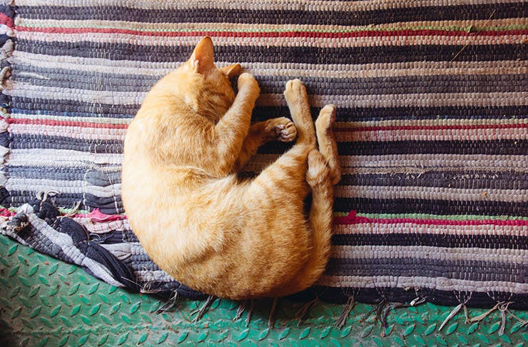 The Secret Art Of Napping