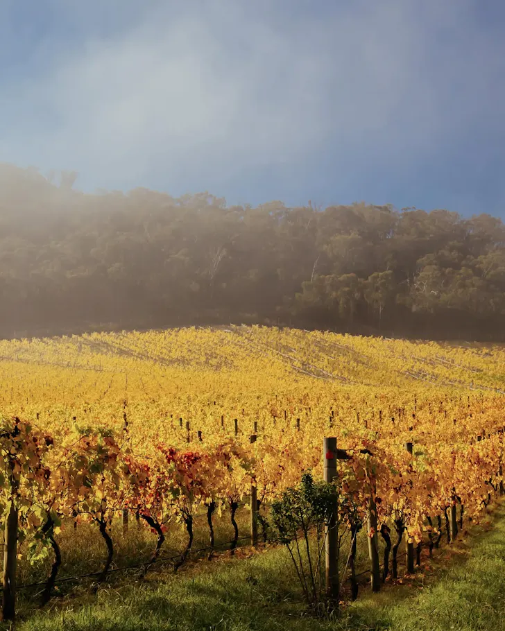 Artemis Wines