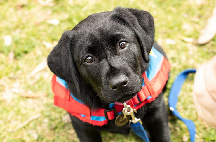 A chocolate Labrador puppy looking into the camera.