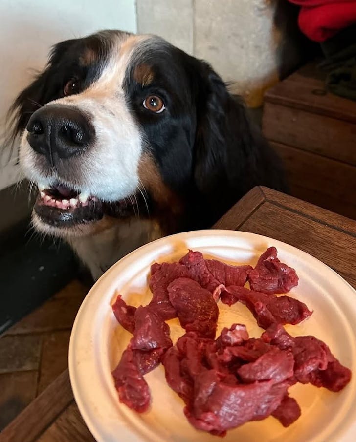 A dog sits excitedly beside a plate of raw steak cut into bits. 