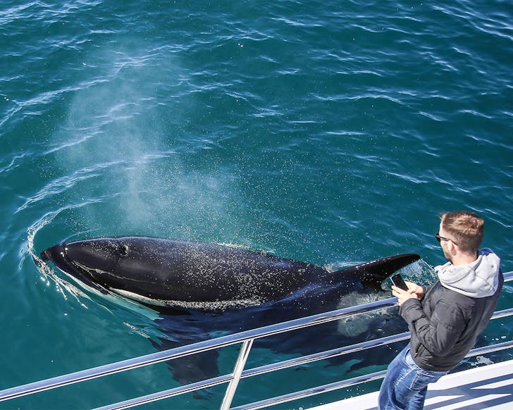 A person looks on as a whale floats next to the boat.