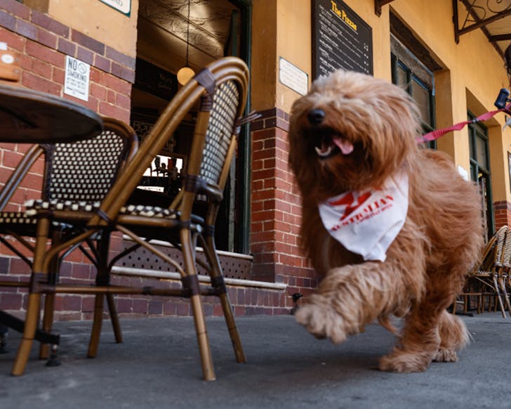 australian heritage hotel the rocks dog-friendly pub sydney