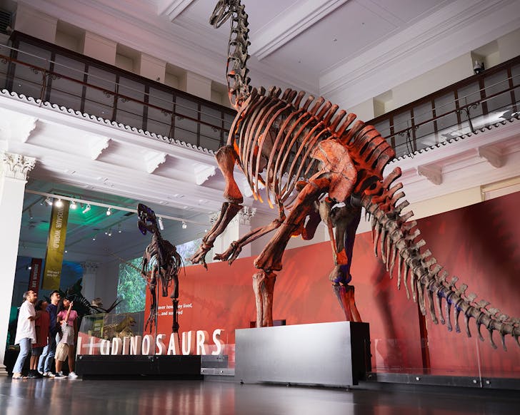 australian museum best museums sydney things to do 