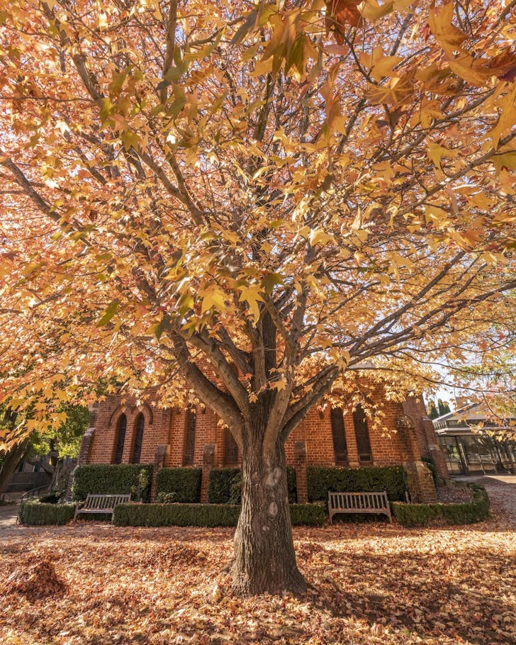 autumn leaves nsw bowral
