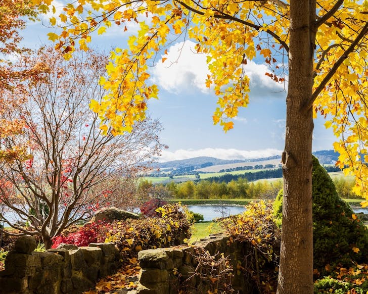 autumn leaves nsw mayfield garden oberon