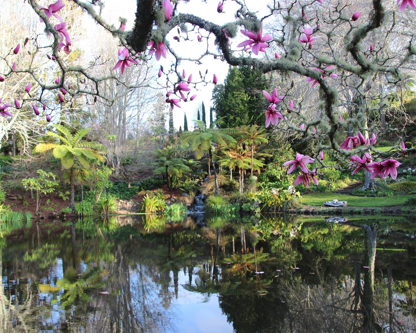 Beautiful flowers overlook a lake at Ayrlies Garden.