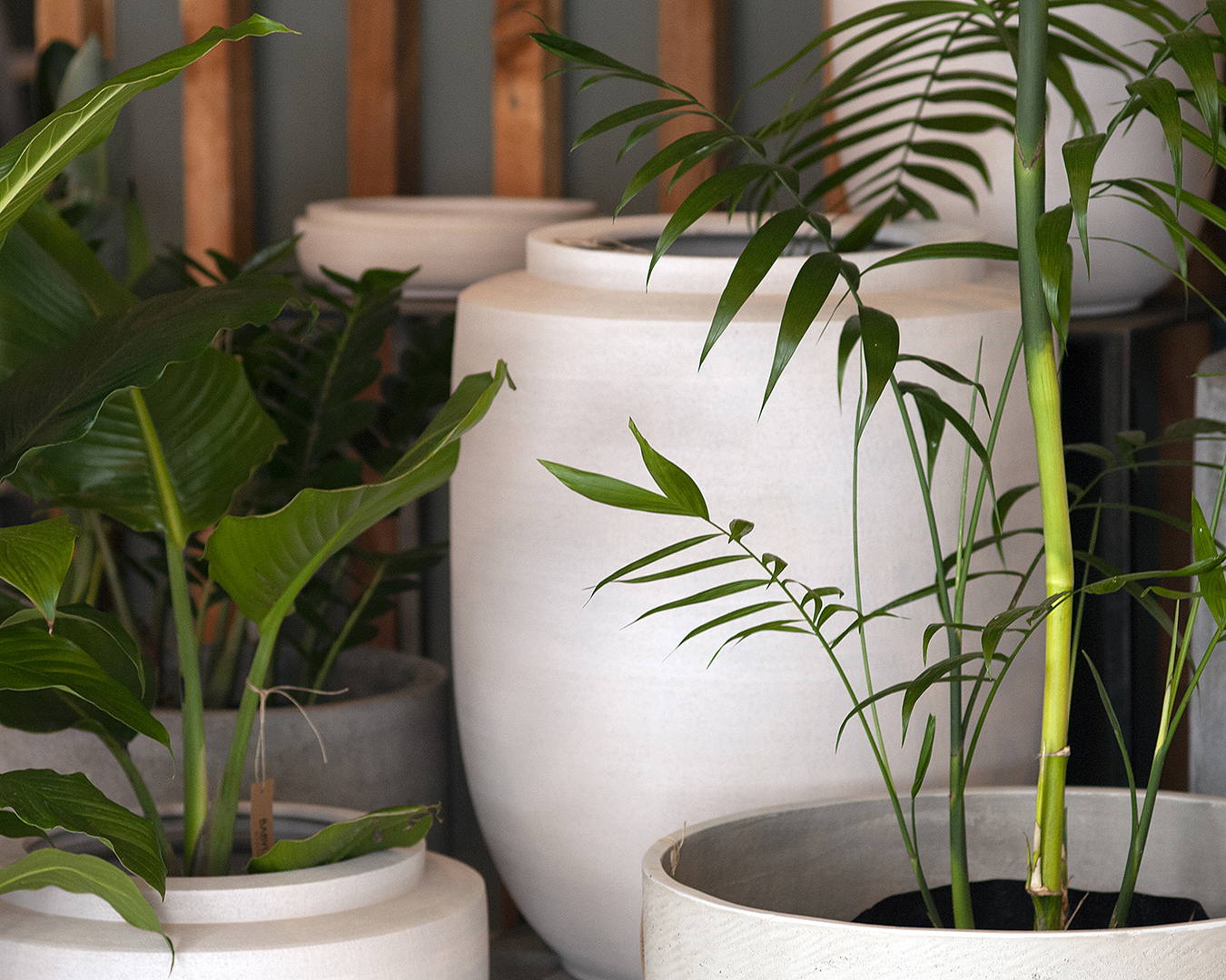 A selection of plants at Babylon.