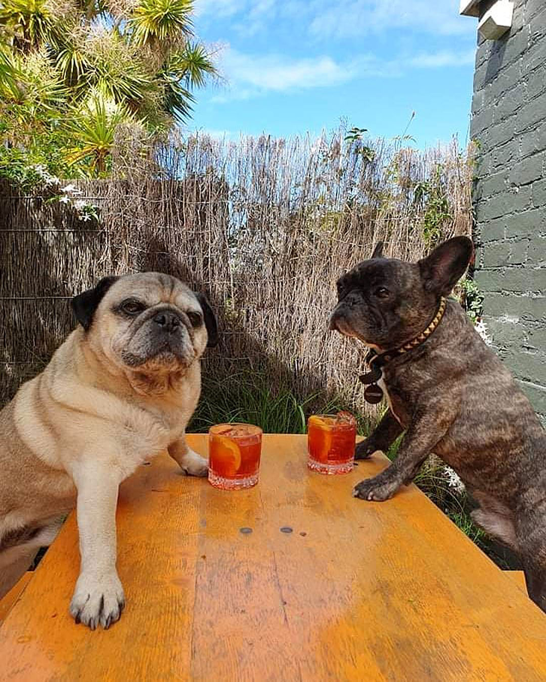 Two pugs went into Beau Wine bar...