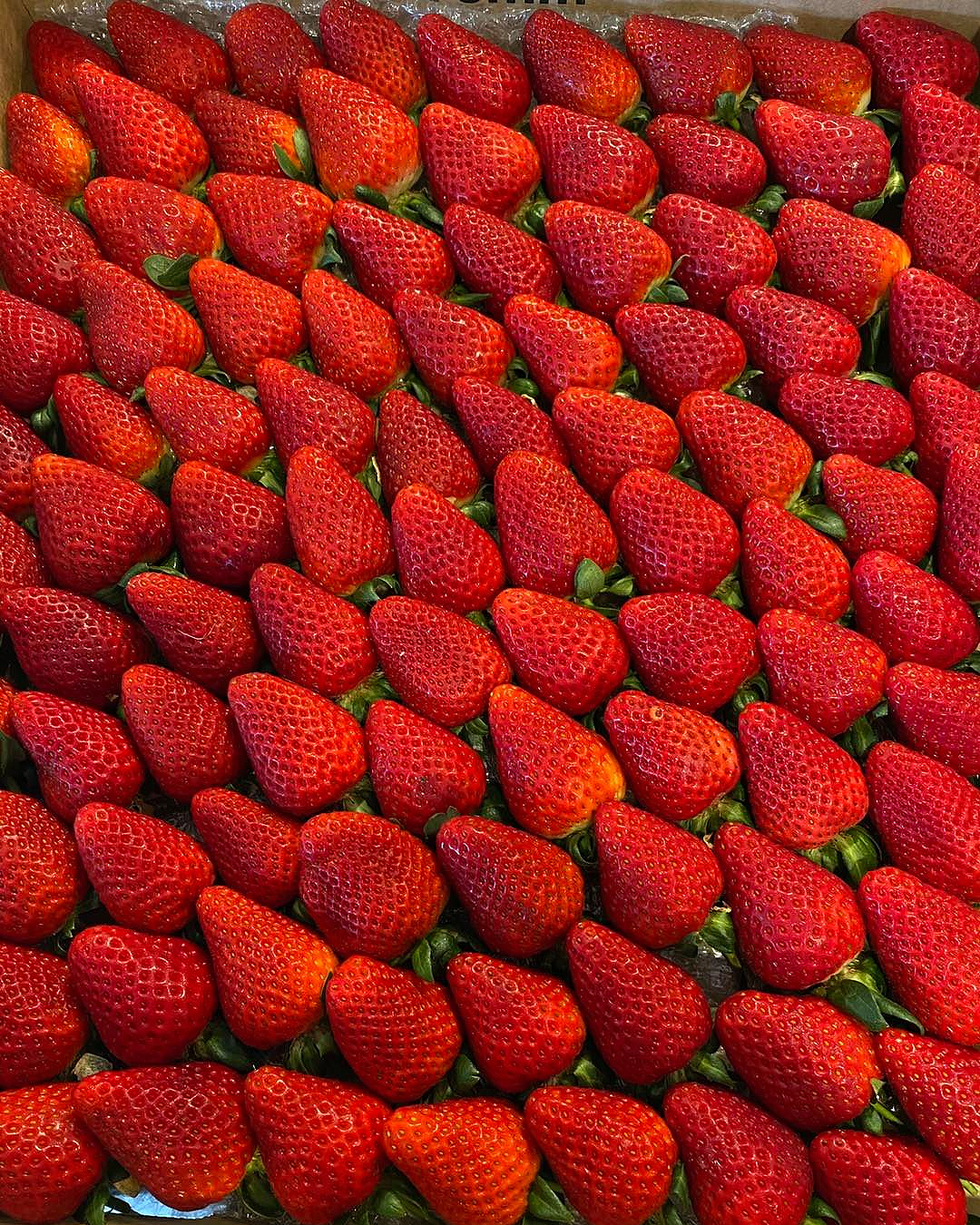 Strawberries upon strawberries at Bell's Berries