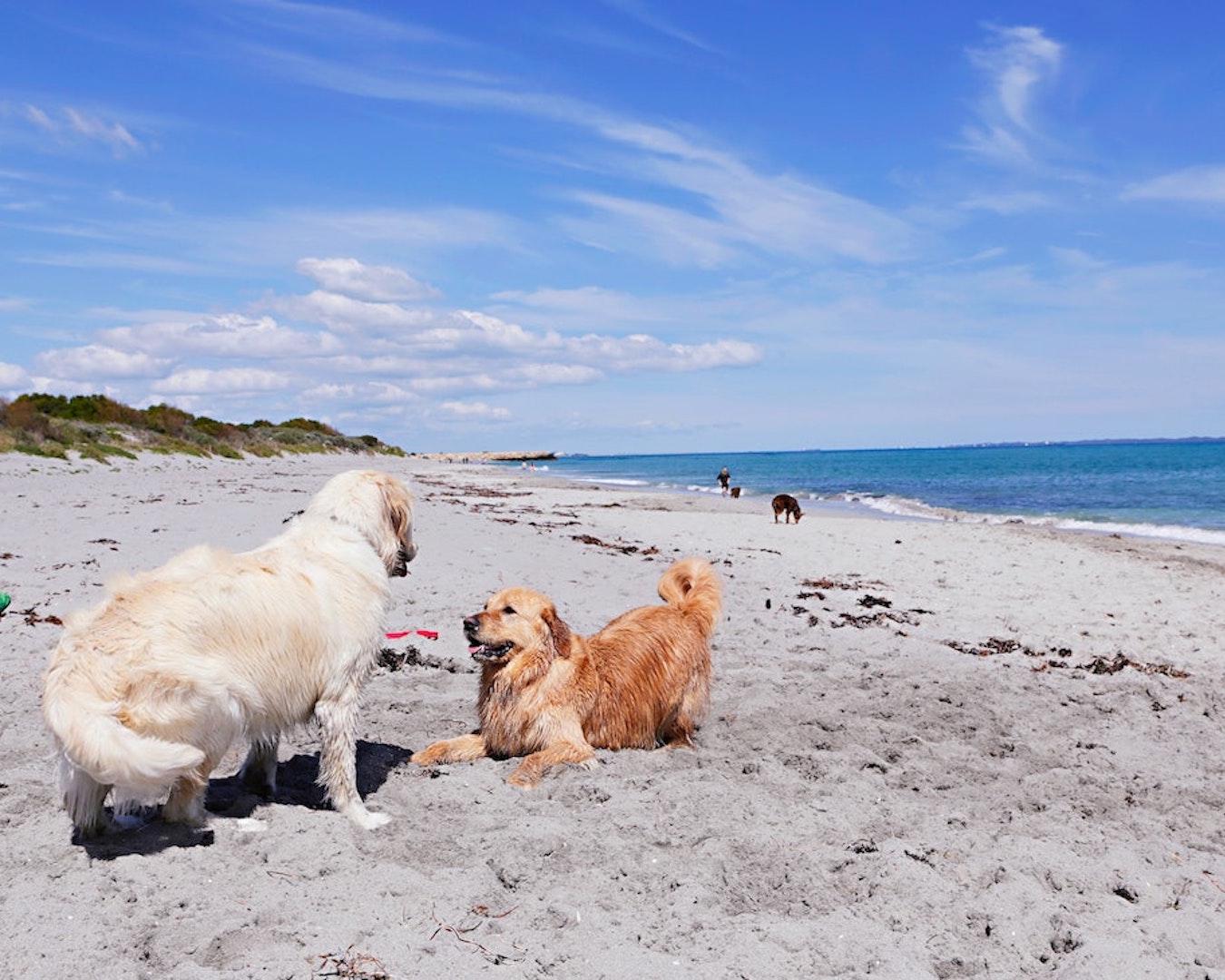 Dogs at South Beach, one of the best beaches in Perth