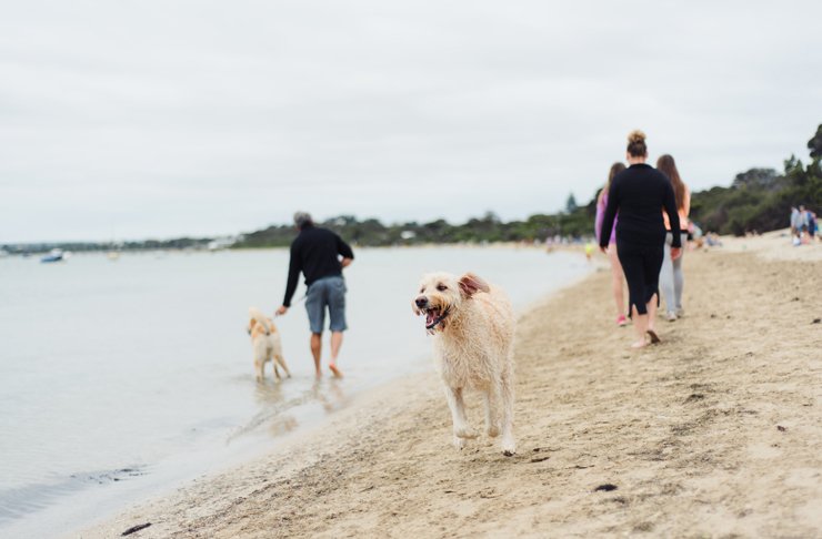 are dogs allowed at tallebudgera creek