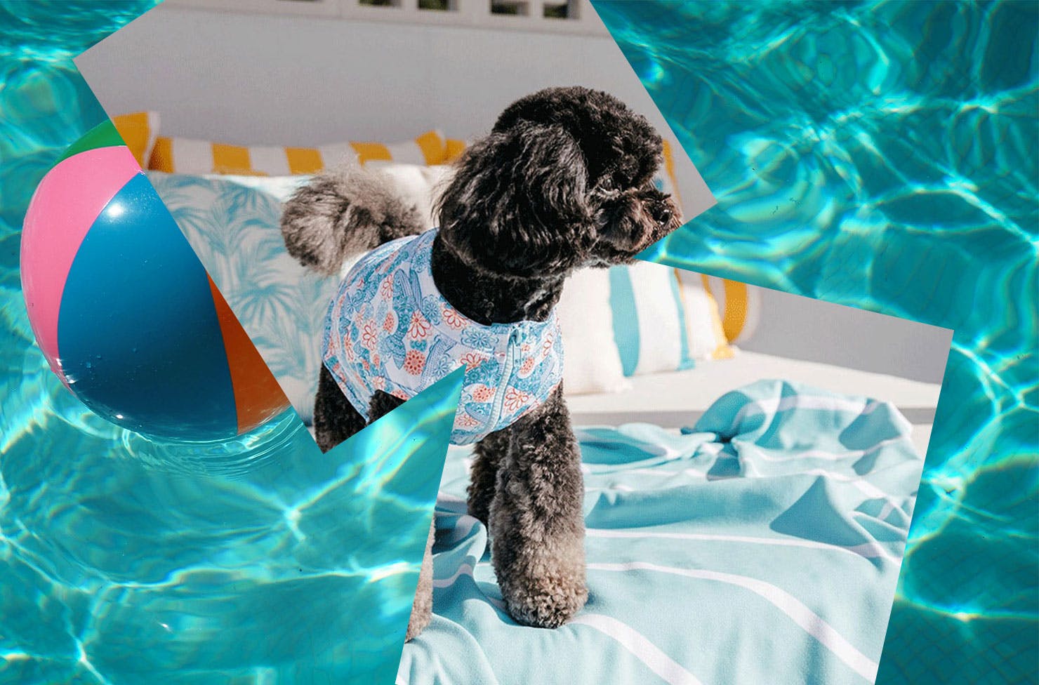 A collage featuring a dog and a beach ball in a pool