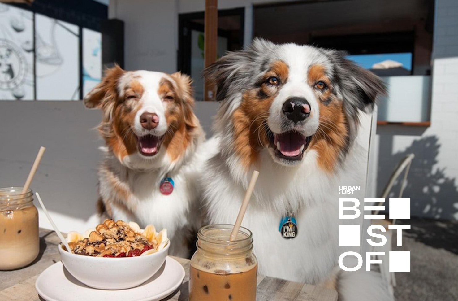 Two dogs aka Camilla and Apollo sit happily at a cafe, the dog in the background looks particularly happy.