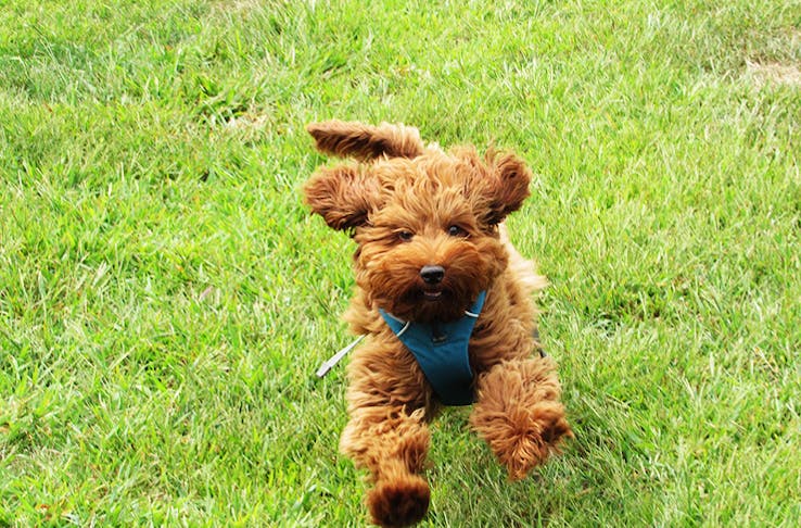 Dog-Friendly Picnic Spots In Brisbane 
