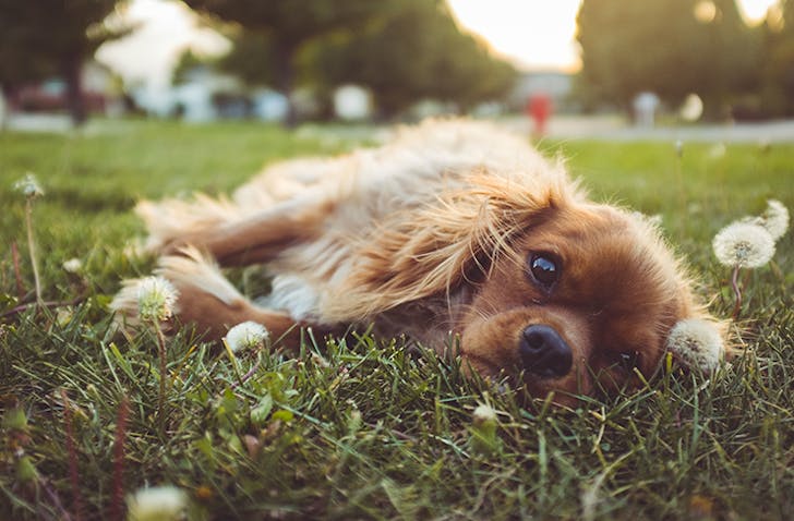 dog-park-sunshine-coast