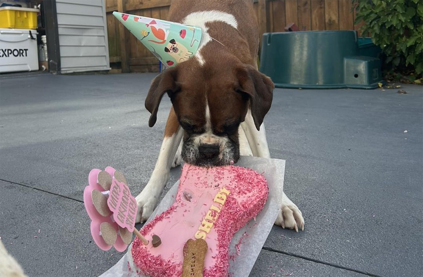 A dog in a party hat tears into his birthday cake from The Bakuterie Box, one of the best NZ-made dog treats in New Zealand.