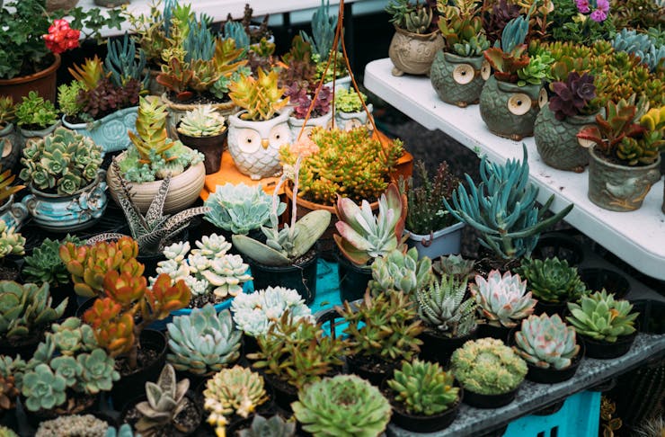 A market stall loaded with cute succulents.
