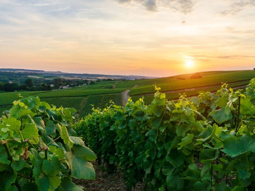 Support Local And Sip Your Way Around Nsw With Some Of Our Tastiest Natural Wines Urban List Sydney