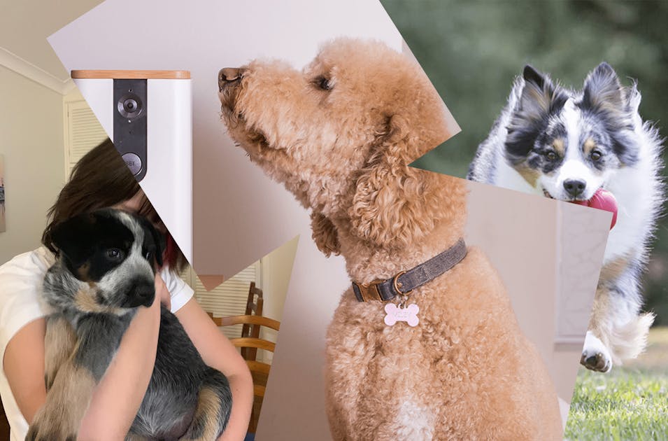 Calm Paws Dog Anti-Anxiety Plush Buddy