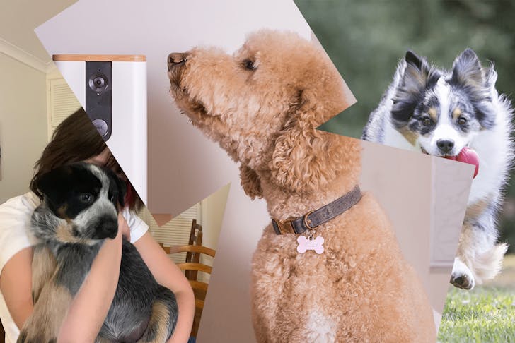 A collage of products for dog separation anxiety
