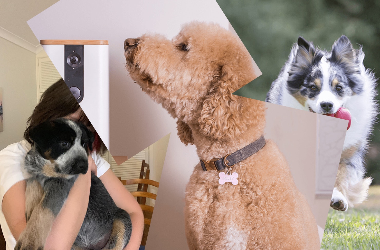 A collage of products for dog separation anxiety