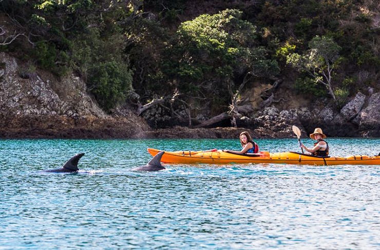 A couple in two kayaks watch on as dolphins frolic in the water nearby.