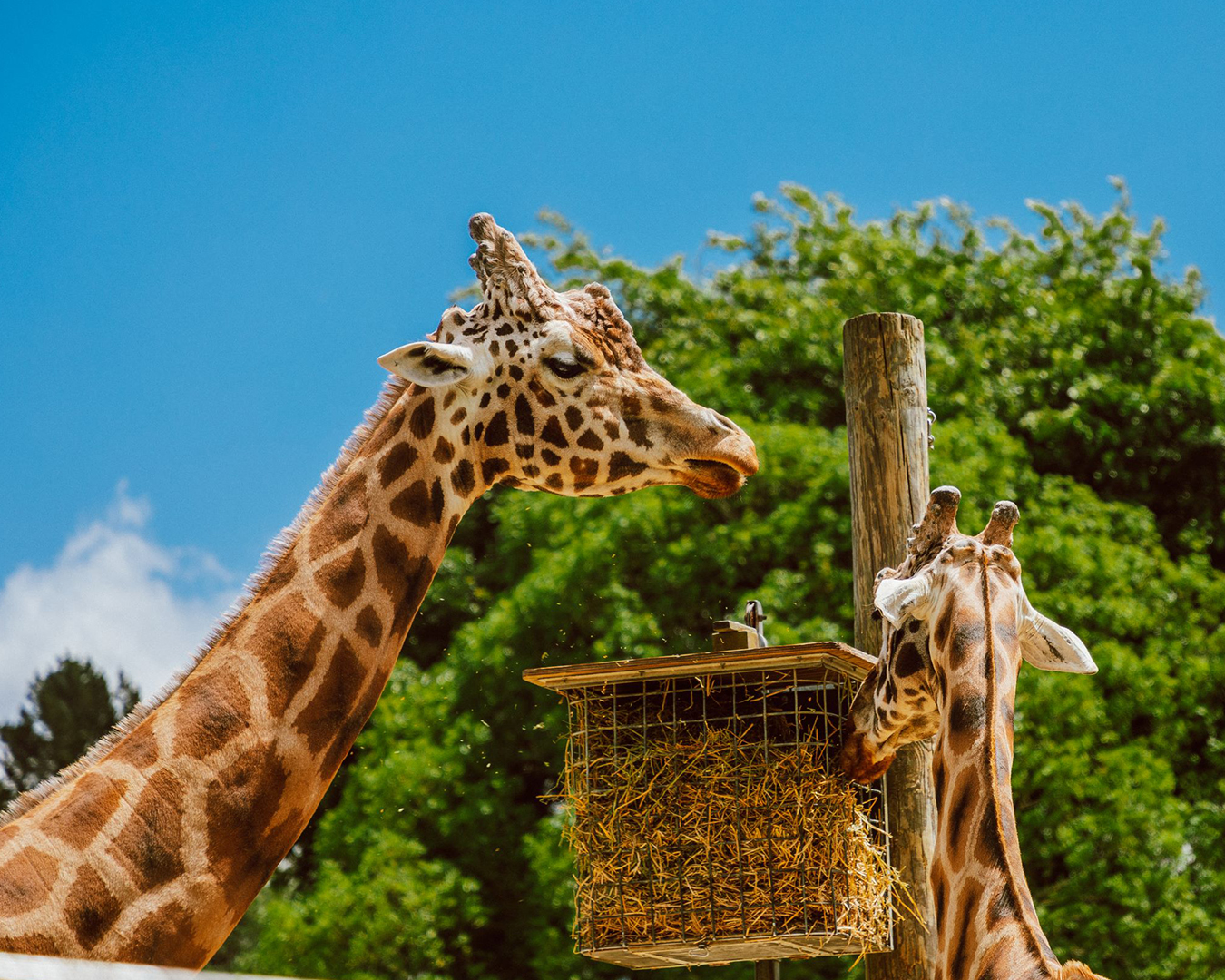 Giraffes have a feed at Hamilton Zoo.
