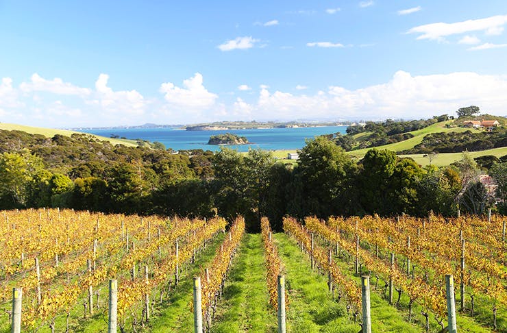 7 Of The Best Wineries In And Around Auckland