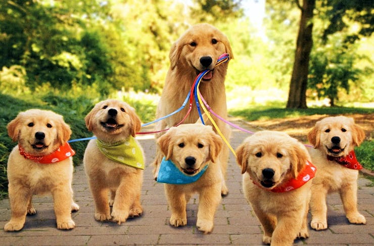 best-dog-friendly-walks-on-the-sunshine-coast