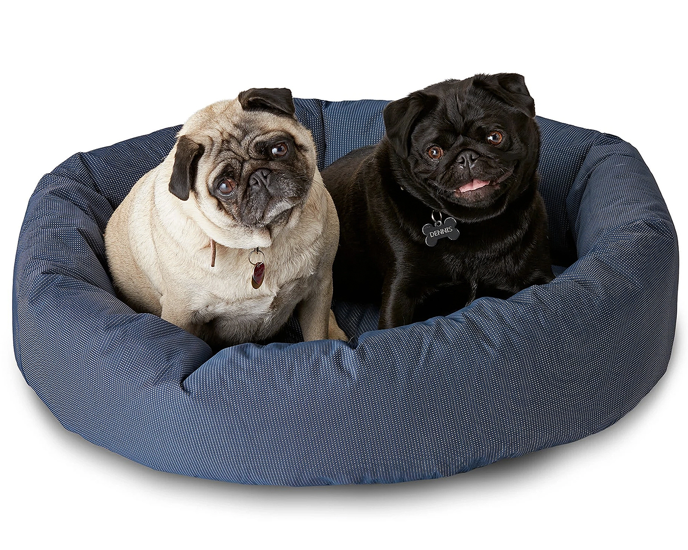 This tough cover calming bed is great for puppies, these two pugs look stoked.