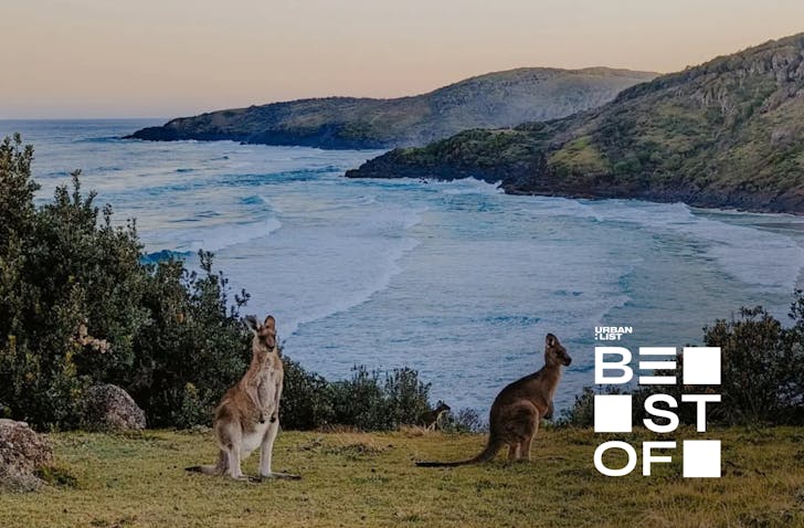 best free camping sites in NSW national parks photograph of two kangaroos in front of a cliff-side ocean view