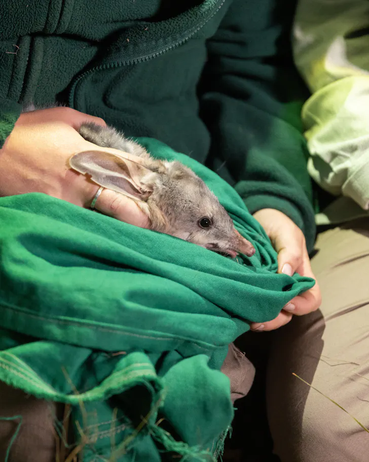 Taronga Western Plains Zoo Bilby