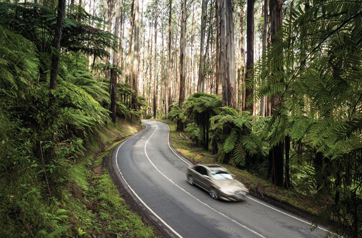A car driving through a dense rainforest, a best drive in Victoria. 