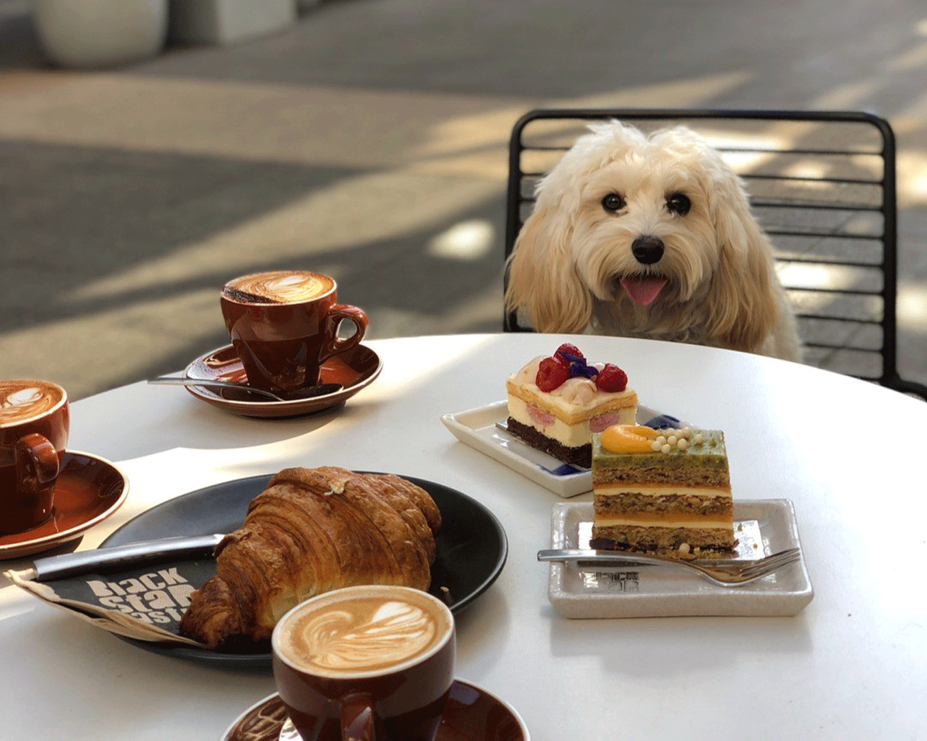 Dog at table with pastries