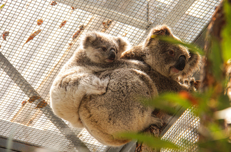 Peep The Very Cute Blue Mountains Koalas Rescued By Taronga And Science ...