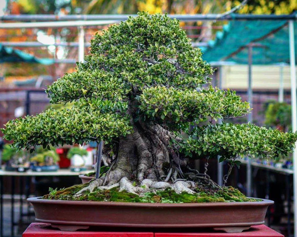 Grow your own bonsai, Acacia Bonsai Growing Kit - Bonsai Tree (Pty) Ltd.