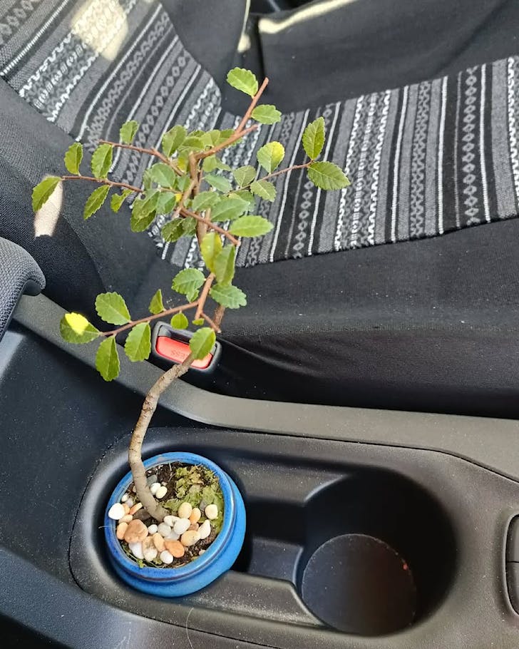 A car's cup holder is used to hold a small potted bonsai tree.